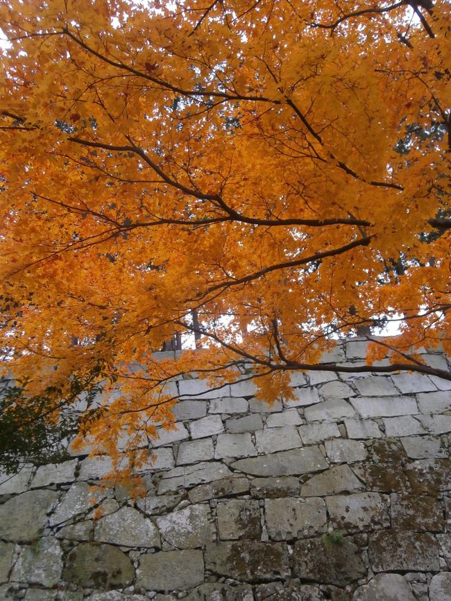 季節がやや遅れたが、城址公園で紅葉