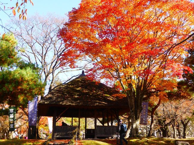 法事で長野へ行ったついでに小諸の懐古園へ寄りました。<br /><br />紅葉がちょうど見ごろでとてもキレイ。<br /><br />東京周辺では色づく前に枯れてしまう桜の葉も赤く色づき、<br />もみじは真っ赤や黄色に染まっていました。<br />春の桜や秋の紅葉って、見ごろ、かつ、いい天気の時に行き会えることがなかなかないと思いますが、今回は運よくばっちり重なってとても楽しい一日でした。