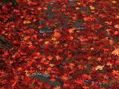 愛知　紅葉めぐり～桃太郎神社、寂光院、有楽苑