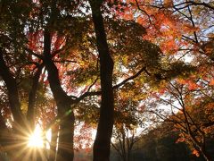 森林公園の意外に良かった終盤の紅葉と初参加の紅葉見ナイト2016 