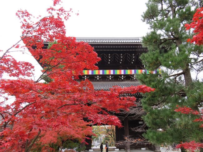 ふと思い立って、京都の寺社に紅葉を見に行ってきました。紅葉は綺麗だが尋常でなく混みあうのがこの時期の京都、最後に行ったのはもう５年以上前でしょうか。実に久しぶりの訪問でした。