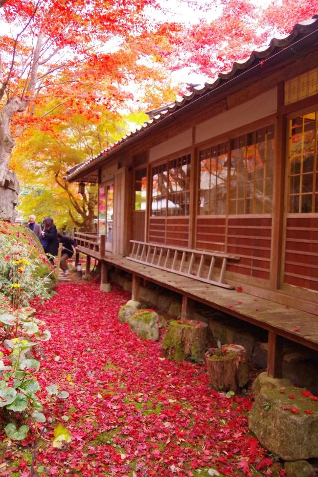 去年とは違う滋賀県の紅葉の魅力に酔いしれる☆ Part II 鶏足寺、教林坊編