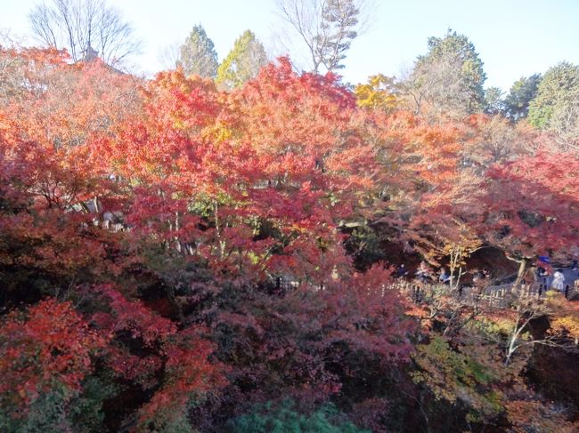 今年の紅葉は例年より1週間ほど早めの色づき、伊藤若冲の展覧会と併せて京都に日帰り遠足してきました。