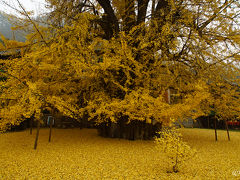 まさにここは極楽浄土！千年銀杏樹が織りなす金色の世界