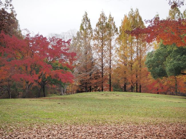 今年は、随分、綺麗な紅葉を見ることができました。<br />日光の紅葉はもちろん、東京の庭園の紅葉も素晴らしかった。<br />でも、家の近くにも、こんなに素敵な光景が広がっているのです！<br />散歩しながら、撮った写真を旅行記にしてみました。<br /><br /><br />