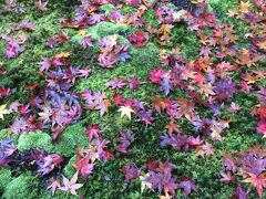 紅葉を求めて、雨の中。