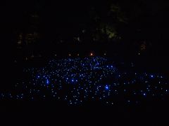 秋の京都ひとり旅【３】　一日目・下鴨神社と青蓮院門跡ライトアップと夜の伏見稲荷大社