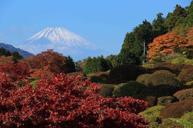 箱根では紅葉が見頃な様だし、天気予報では晴れマークだったので早起きして出かけました。<br />恩賜箱根公園に着いた頃は、雲が多く富士山もほとんど隠れていてちょっと残念でしたが、段々天候が良くなり小田急山のホテルに着いた頃には富士山がくっきりと見える様になりました。富士山が見られるとテンションが上がりますね。<br />紅葉は思っていたより綺麗でした。小田急山のホテルは紅葉の穴場の様な感じです。<br />＜行程＞<br />恩賜箱根公園→箱根神社→小田急山のホテル→岡田美術館・庭園→蓬莱園→千条の滝→箱根湯寮<br />表紙は、小田急山のホテル庭園から見た富士山と紅葉