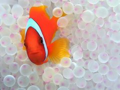 4度目の沖縄ダイビング