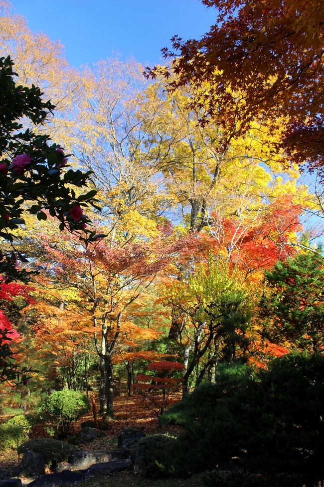 ☆２０１６年の紅葉狩り第１０弾は須賀川市の牡丹園の紅葉です。<br />牡丹園なのに紅葉？と思われるかも知れませんが<br />名前こそ牡丹園ですが紅葉も牡丹に負けずと劣らず見事なんですよ。<br /><br />須賀川牡丹園はもちろん５月～６月の牡丹の花がメインですが、１０ヘクタールもの広大な園内にはバラ園や花菖蒲園もあり新緑、紅葉、雪景色など四季折々の風情を楽しむことができます。<br />牡丹の花の時期だけは有料になりますが、その他の期間通年無料で入園できます。<br />園の正面入り口に広大な無料駐車場があります。