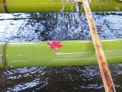 晩秋の京都・洛北散歩 上賀茂神社から下鴨神社へ