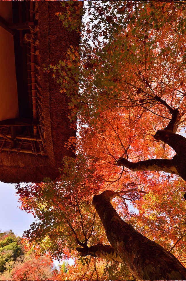 2016紅葉（6） 東海一の紅葉名所...香嵐渓の紅葉