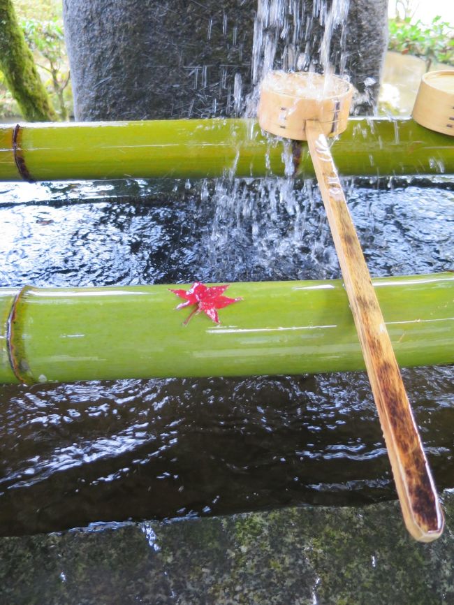 今年の京都の紅葉は例年より早く、行った日にはもうほとんど終わっていましたが、それはそれで風情がありました。<br /><br />下鴨神社は何回か行ったことがありましたが、上賀茂神社は初めて。<br />葵祭で斎王代が牛車に乗って移動する雰囲気を少し味わってみたいと思い<br />上賀茂神社から下鴨神社へ行ってみました。<br /><br />上賀茂神社は賀茂別雷命（かもわけいかづちのみこと）をお祀りしていて、<br />下鴨神社は賀茂別雷命のお母さんの玉依媛命（たまよりひめのみこと）とお祖父さんの賀茂建再身命（かもたけづぬのみこと）をお祀りしています。<br /><br />京都に日帰りですぐ行ける距離に住んでいるのはいいのですが、いつも昼得切符で行くので、京都を１６時過ぎには乗らなくてはならず、バタバタです。