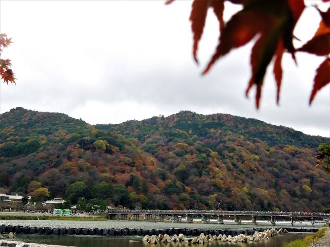 Q＆Aによく出てきます嵐山に状況報告に行ってきました。<br />朝、曇りでどうしようと思いましたが<br />原チャリで車をすり抜け行ってきました。<br />11/29の状況です。