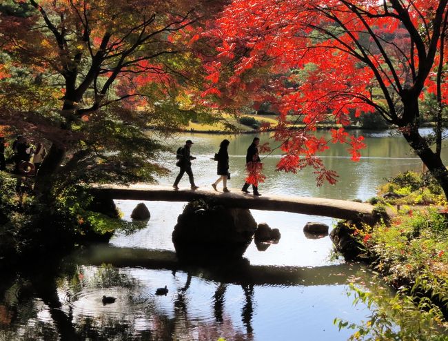 六義園は、徳川五大将軍・綱吉の側用人・柳沢吉保が、自らの下屋敷の庭園として、元禄８年～元禄１５年（1695～1702年）の７年かけて造営された大名庭園（日本庭園）です。将軍・綱吉は、この庭園が完成した後幾度も訪れています。<br /><br />柳沢吉保が、「古今和歌集」で詠み込まれた「和歌の浦の景観」を再現しようとしたもので、約２万７千坪の平坦な土地に土を盛って丘を作り、千川上水を引き入れて池を掘り、「回遊式築山泉水庭園」として造園されています。<br /><br />明治に入って三菱財閥の創業者・岩崎弥太郎が六義園を買取り、維新後荒れていた庭園を整備し、別邸としています。その後の関東大震災による被害にもほとんど会うこともなく、昭和１３年（1938年）に岩崎家より東京市に寄贈され、一般公開されるようになりました。<br /><br />また、東京大空襲の被害を受けることもなく、造園時の面影をそのまま残してきました。昭和２８年（1953年）には、国の特別名勝に指定された貴重な文化財で、小石川後楽園とともに、江戸の二大庭園に数えられています。<br />