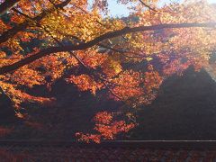 紅葉の香嵐渓　ギリギリで色とりどりの秋を満喫！