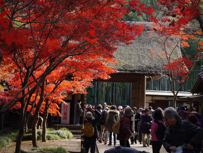 Yahoo Japanの「関東の紅葉名所の人気ランキング」で１位の〝平林寺〟の紅葉が見頃を迎えたと聞き行ってみた。<br /><br />※関東の紅葉名所の人気ランキング(紅葉スポットのアクセス数順；11/29現在)～日々更新あり<br />１位　平林寺/金鳳山平林禅寺（埼玉県新座市)<br />２位　六義園（東京都文京区）<br />３位　高尾山（東京都八王子市）<br />４位　本土寺（千葉県松戸市）<br />５位　養老渓谷（千葉県大多喜町）<br />６位　三渓園（横浜市）<br />７位　明治神宮外苑（東京都新宿区）<br />８位　鶴岡八幡宮（神奈川県鎌倉市）<br />９位　小石川後楽園（東京都文京区）<br />10位　桜ヶ丘公園（東京都多摩市）<br /><br />http://kouyou.yahoo.co.jp/ranking/ac0300/<br />