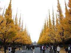 神宮外苑のイチョウ並木の黄葉 と すみだ北斎美術館