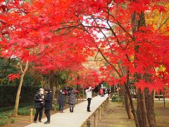 関東屈指の紅葉名所 平林寺/天然記念物平林寺境内林