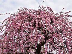 愛知県を楽しもう♪〜名古屋市農業センターしだれ梅まつり編〜