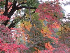 そうだ　紅葉穴場　京都府立植物園　行こう