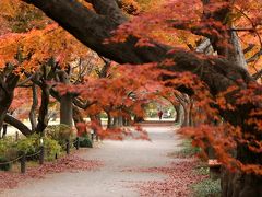 小石川植物園、行く秋を惜しんで・・・