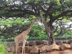 2016  感謝祭 ブラックフライデー バーゲン 4日目   動物園  水族館  タンタラス