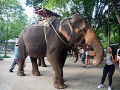 ２回目のバンコク　世界自然遺産カオヤイ国立公園  象乗りトレッキング　大自然漫喫の貴重な体験♪　NO３　　