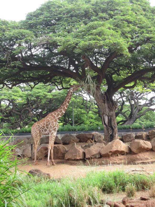 今日はお天気が良いので、動物園と水族館へ。夜はタンタラスの夜景のツアーへ。今日も盛りだくさんの一日。<br /><br />★注意！バーゲン情報は2016年感謝祭の物であり、他の年度やセールには該当しませんので、ご参考までに。