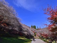 2016紅葉（8） 四季桜と紅葉のコラボ 　川見四季桜の里