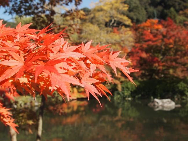 秋の京都ひとり旅【５】　二日目・哲学の道、大豊神社、熊野若王子神社と永観堂の紅葉