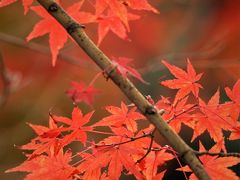 約６００本の紅葉が鮮やかな須磨離宮公園