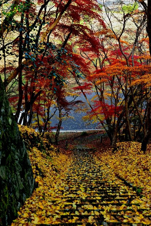 御霊もみじ2016』耶馬溪・中津・玖珠(大分県)の旅行記・ブログ by