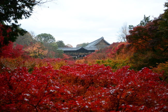 京都の紅葉は東福寺から始まります。<br />今年から臥雲橋（通天橋の見える風景）と通天橋（臥雲橋の見える風景）での撮影が禁止となったため<br />警備員が張付く8時前に現地へ向かい11月19日26日28日と朝7時20分には訪問して無人の通天橋を撮影しました。<br />今年の紅葉撮影は個人的には非常に満足しています。<br /><br />11月の強行軍から疲れが出て29日に出勤したら周りは風邪ひきさんばかり<br />体力の弱っていた私もついに風邪を引いてしまい本日は風邪の療養に専念<br />12月の京都への訪問は20日過ぎと恒例の年末年越しとなります。<br />ＰＣの修復もそろそろ本格的に始めようと思っています。
