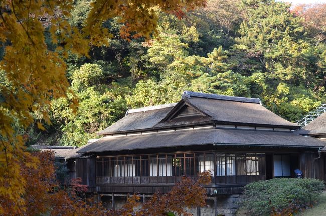 紅葉真っ盛り　横浜　三溪園