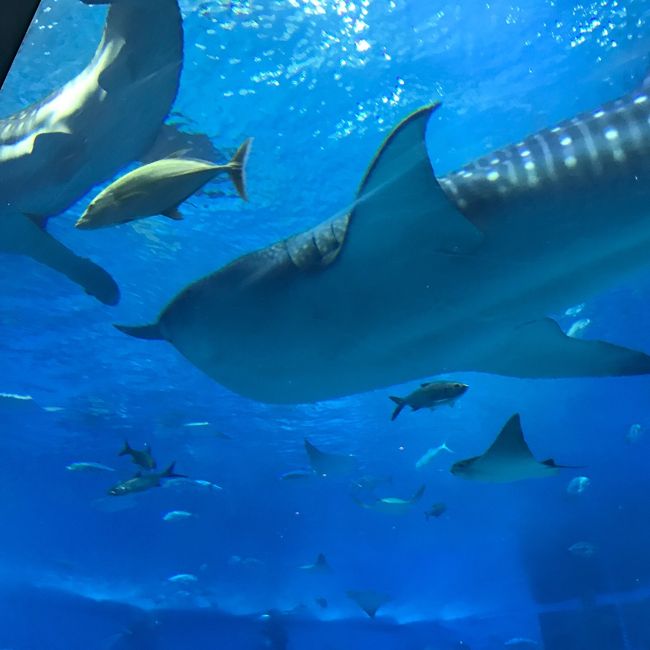 ２日目<br />メインは美ら海水族館<br />万座毛<br />古宇利島でその他買い物盛りだくさん