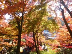 鎌倉２０１６紅葉　【１】長寿寺～海蔵寺～妙本寺～獅子舞