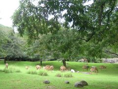 ブロンクス動物園