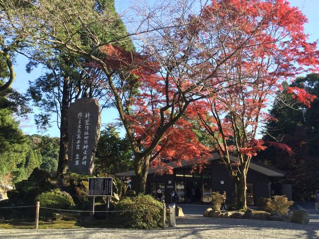 12月に入り霧島のモミジもだいぶ紅葉していると思い朝から出かけて見ました。鹿児島市内で用事があり高速道で空港インターで降りて鹿児島空港の近くのザボンラーメンでお昼を食べてから向かいました。だいぶ上がってくるとあちこちにモミジが真っ赤に色づいています。道路脇のモミジ、公園みたいな所のモミジが真っ赤になっていて綺麗ですね。<br />霧島神宮内のモミジも真っ赤に色づいて県外、海外からの観光客もたくさん訪れてきています。