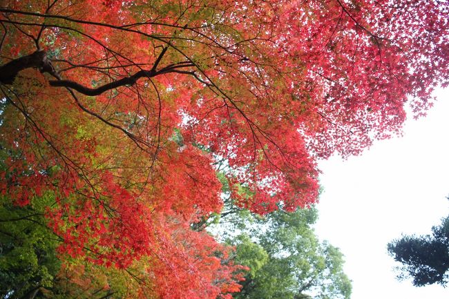 京都といえば紅葉ですね。私たち夫婦も30年前の秋に新婚旅行で訪れました（笑） 式を終えるとそのまま新幹線の駅に行きホームでみんなに見送られ万歳三唱して大にぎわいで旅立ちまし。<br /><br />そして月日は大いにたち、長女が京都の大学に進み、何度か訪れましたが秋の京都は30年前きりでした。<br />今回は紅葉といってもすっかり色づいた頃でなく、まだ青葉も少し見られる頃だったので<br />充分京都の美しさを伝えられませんが それもまた一興とご覧ください。<br />