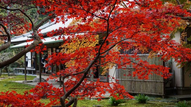 鎌倉の中でも長寿寺の紅葉は最高だと思います。