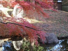 今年3度目の九品仏浄真寺やっと綺麗な紅葉が見れました＆三渓園の紅葉　どっちが綺麗？