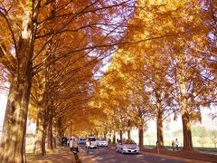 去年とは違う滋賀県の紅葉の魅力に酔いしれる☆ Part III メタセコイア並木道編