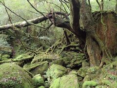 屋久島の森と海