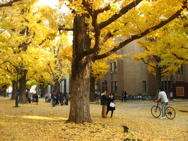 東京のイチョウ並木といえば神宮外苑が有名ですが、土日は混んでいそうだし、そこまで混んでいなそうな東大のイチョウ並木を見てきました。ついでに以前から気になっていた喫茶店「名曲・珈琲 麦」にも行ってきました。