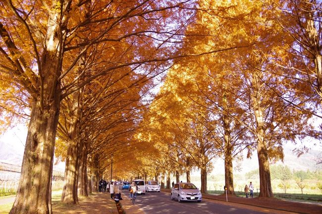 先週末に引き続き、紅葉ドライブ♪　もみじなどの紅葉はもうほとんど終わりに近づいていましたけど、今年はまだあと1か所、行きたい場所があったのです!　<br /><br />メタセコイアという木の名前は実は滋賀に来てから初めて聞きましたが、季節ごとに違う顔を見せるこの並木道にどうしても行ってみたいと思って早1年。　どうせ見に行くなら、紅葉してる時期に行ってみたいし…って思って、マキノピックランドのホームページやスタッフのブログ、口コミサイトをかなり頻繁にチェックしていました!　おかげで並木道の紅葉具合もちょうど良い時期に、そしてお天気にも恵まれた週末に訪れることが出来ました!　<br /><br />出来れば春夏秋冬、全ての季節に訪れてみたいな～。　真冬の雪が降ったあと、木に雪が積もる景色を見てみたいけど、それを見に行くなら確実に電車だな…。　