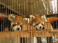 初冬のレッサーパンダ紀行【２】 大島公園動物園　素敵なママになってくれました！！ 幼少期に男の子と間違われていたギンガちゃんの子育てに感涙です！！