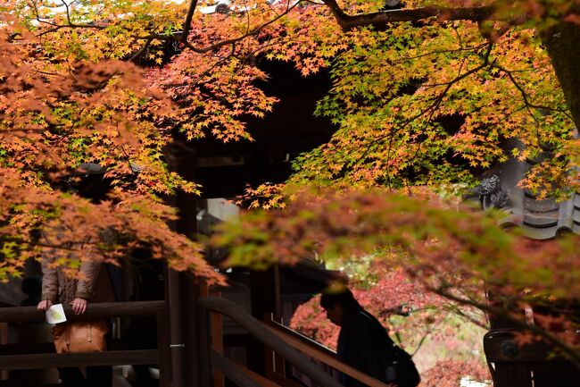 京都市左京区浄土寺真如町にある真如堂は、正式には鈴聲山真正極楽寺と号する比叡山延暦寺を本山とする天台宗の寺院で、永観２年（９８４年）、比叡山延暦寺の戒算上人が延暦寺にあった阿弥陀如来を安置したのが始まりです。<br /><br />広大な境内には、元禄６年（１６９３年）から享保２年（１７１７年）にかけて建立された本堂、三重塔、大師堂、鐘楼堂、塔頭寺院が建ち並び、大寺院たる風格を漂わせています。<br /><br />堂々たる伽藍配置の境内は、いたる所にモミジが植えられ、秋ともなると美しい紅葉を求めて、たくさんの方々が訪れます。<br /><br />ちなみに、慈覚大師円仁の作と伝えられるご本尊の阿弥陀如来像は、別名「うなずきの弥陀」と呼ばれ、女人救済に御利益があるとされています。