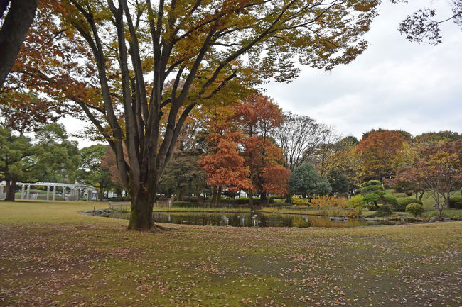 中央公園の紅葉を見て来ました。<br /><br />★富士市役所のHPです。<br />http://www.city.fuji.shizuoka.jp/<br /><br />★ロゼシアターのHPです。<br />http://rose-theatre.jp/