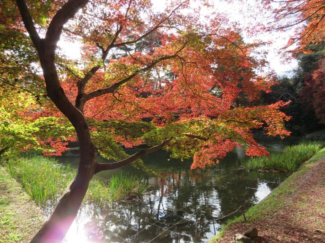 １１月後半から１２月初めにかけて、週末に京都に行って来ました。<br />京都の市街地から、だんだん北に日本海側まで～３週かけて（それぞれ日帰りで）訪れた様子を１冊にまとめてみます。<br />　　11月20日：京都嵐山<br />　　11月26日：亀岡市<br />　　12月 4日：舞鶴市　<br />ちょこっと行った様子なので旅行かどうか～とも思いましたが、ご覧いただければ嬉しいです♪